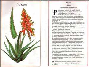 Plantes médicinales en Algérie