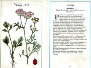 Plantes médicinales en Algérie