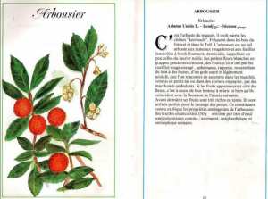 Plantes médicinales en Algérie