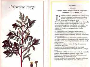 Plantes médicinales en Algérie