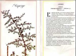 Plantes médicinales en Algérie