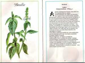 Plantes médicinales en Algérie