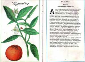 Plantes médicinales en Algérie