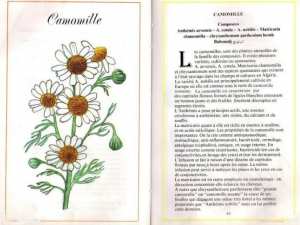 Plantes médicinales en Algérie