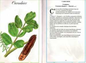 Plantes médicinales en Algérie