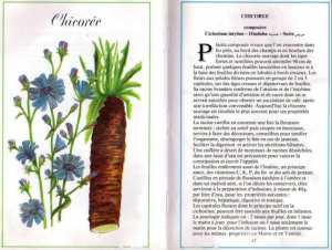 Plantes médicinales en Algérie