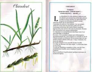 Plantes médicinales en Algérie