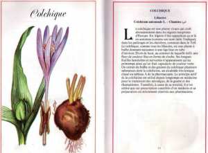 Plantes médicinales en Algérie