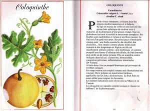 Plantes médicinales en Algérie