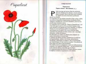 Plantes médicinales en Algérie