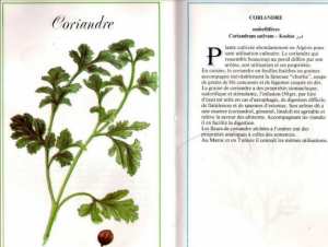 Plantes médicinales en Algérie