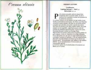 Plantes médicinales en Algérie