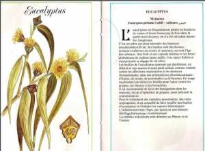 Plantes médicinales en Algérie