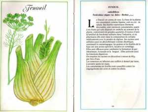 Plantes médicinales en Algérie