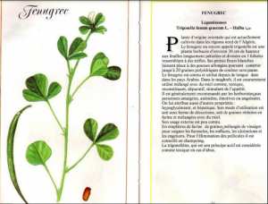 Plantes médicinales en Algérie