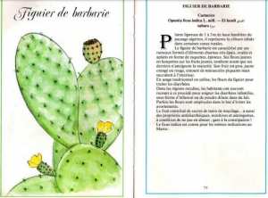 Plantes médicinales en Algérie