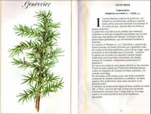 Plantes médicinales en Algérie