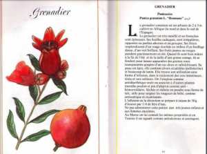 Plantes médicinales en Algérie