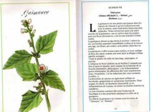 Plantes médicinales en Algérie