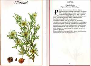 Plantes médicinales en Algérie