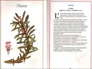 Plantes médicinales en Algérie