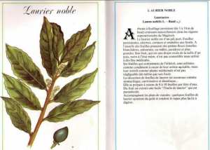 Plantes médicinales en Algérie