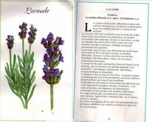 Plantes médicinales en Algérie