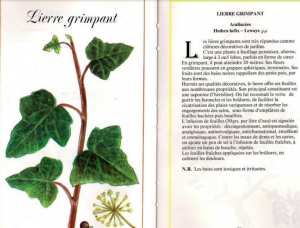 Plantes médicinales en Algérie