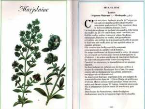 Plantes médicinales en Algérie