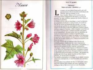 Plantes médicinales en Algérie