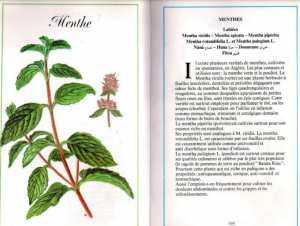 Plantes médicinales en Algérie