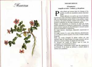 Plantes médicinales en Algérie