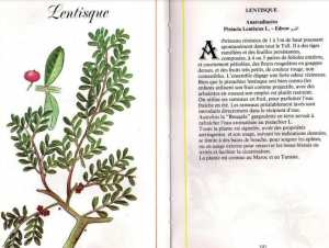 Plantes médicinales en Algérie