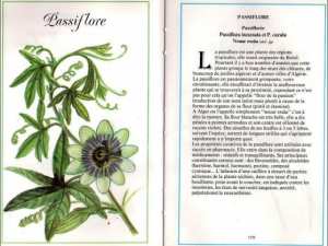 Plantes médicinales en Algérie