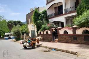 Marchand de légumes avec un âne et une charrette (Carro)