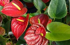 L'anthurium (les plus belles fleurs tropicales )