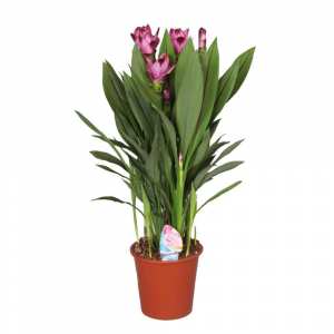 la fleur-de-curcuma (les plus belles fleurs tropicales )