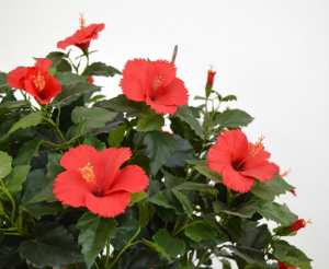 L' hibiscus (les plus belles fleurs tropicales )