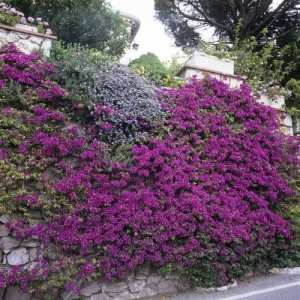 La bougainvillée (bougainvillea) (les plus belles fleurs tropicales )
