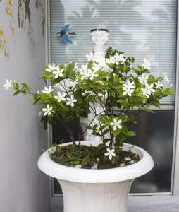 Le jasmin de Madagascar (les plus belles fleurs tropicales )