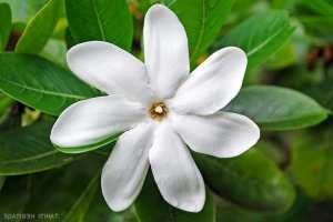 Le tiaré (les plus belles fleurs tropicales )