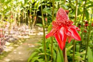 la rose-de-porcelaine