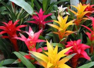 La guzmania (les plus belles fleurs tropicales )