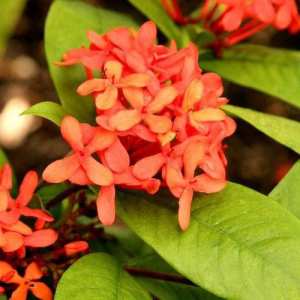 la jasmine antillaise (ixora) (les plus belles fleurs tropicales )