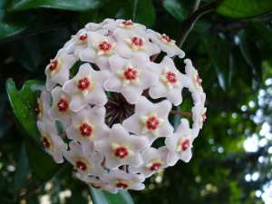 L' l'hoya carnosa parfumée (les plus belles fleurs tropicales )