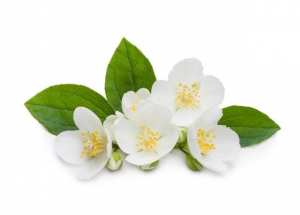 Le jasmin (les plus belles fleurs tropicales )