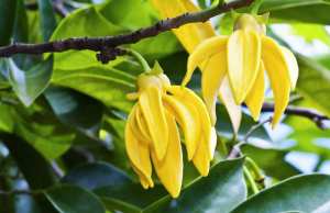 Ylang-Ylang (les plus belles fleurs tropicales )