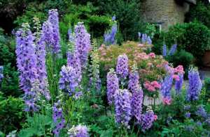 Fleur d’été le Delphinium