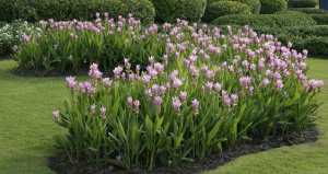 Fleur d’été le curcuma