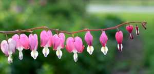 Fleur d’été Cœur-de-Marie